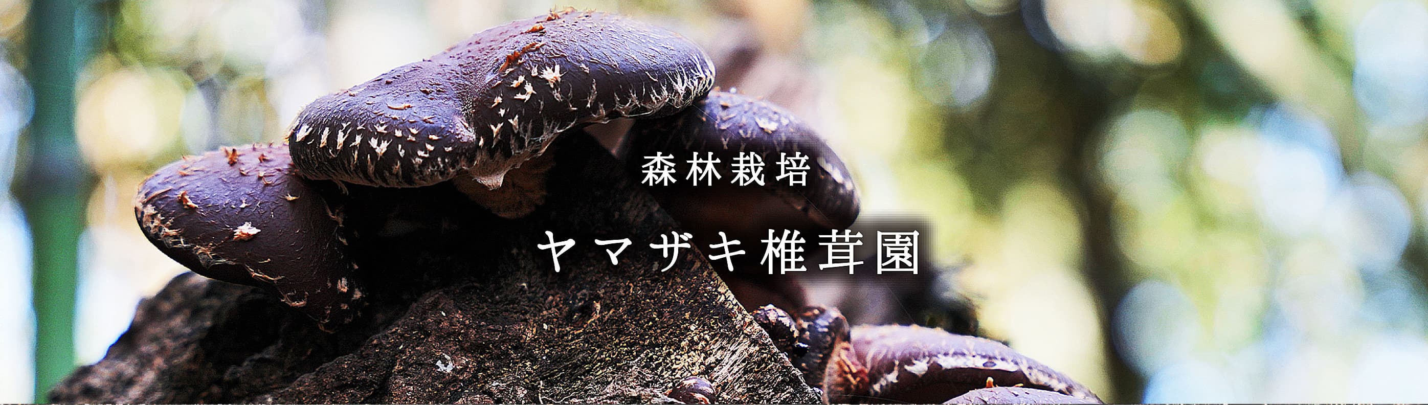 ヤマザキ椎茸園　育て方トップ