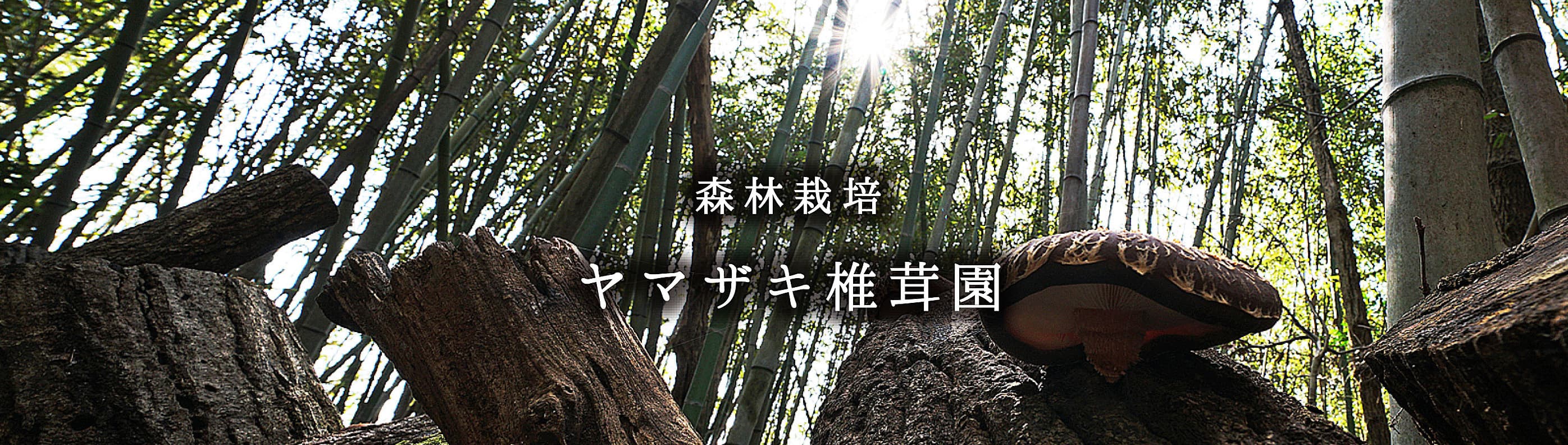 ヤマザキ椎茸園　アクセストップ