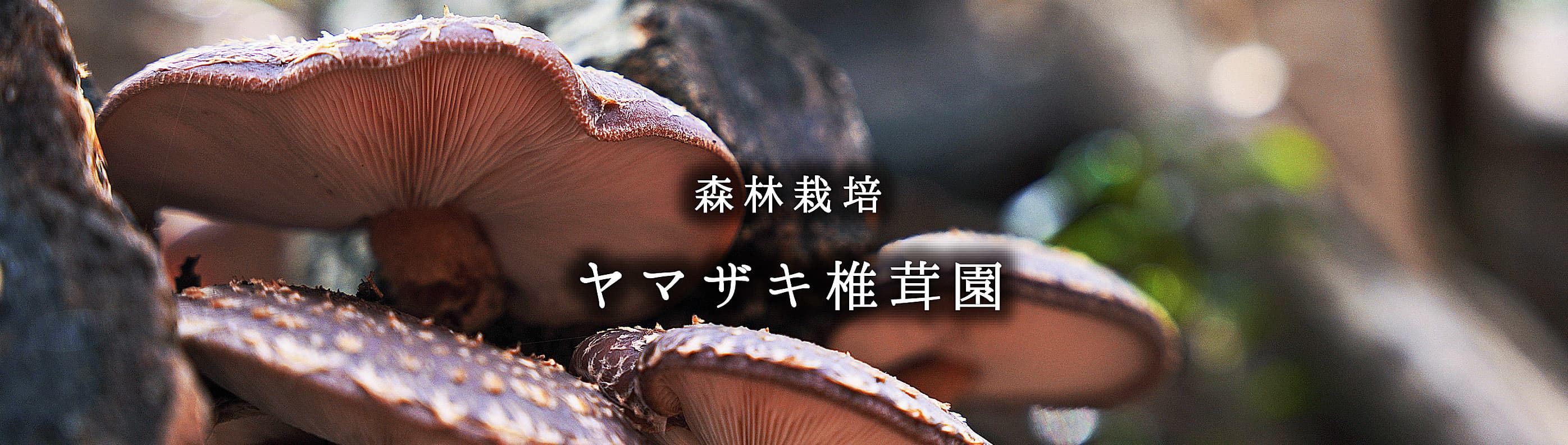 ヤマザキ椎茸園　お問い合わせトップ