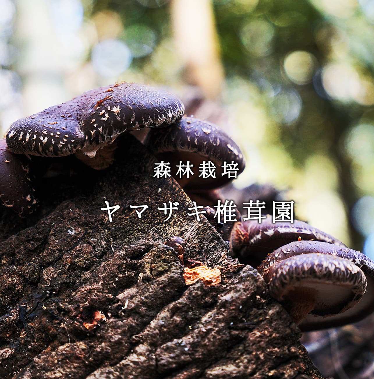ヤマザキ椎茸園　育て方トップ