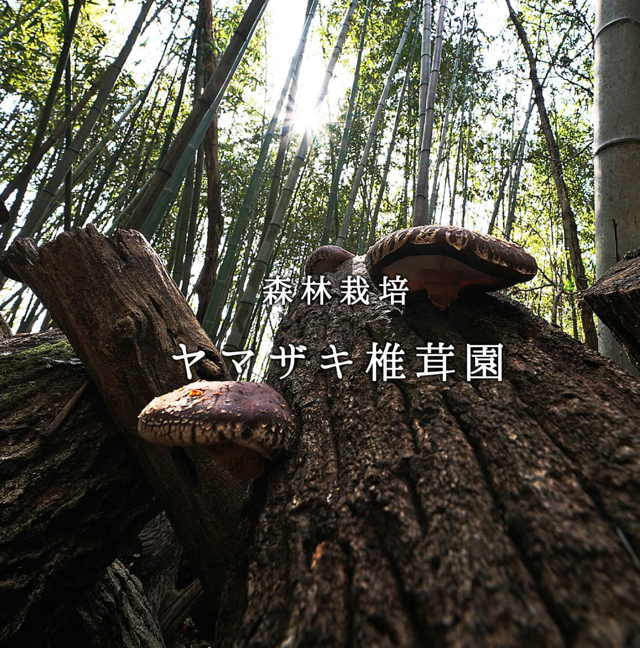 ヤマザキ椎茸園　アクセストップ